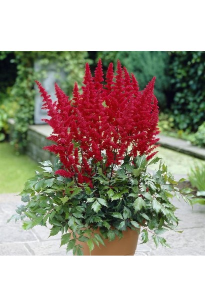 Астильба арендса Фанал в горщику